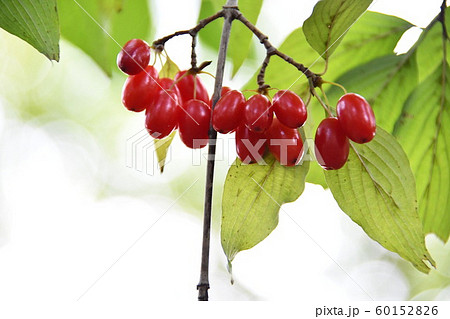 サンシュユの実 60152826