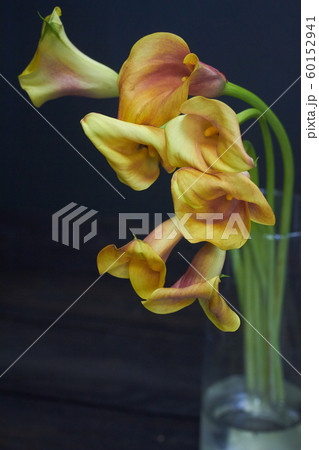 Still life bouquet of yellow-orange calla lilies 60152941