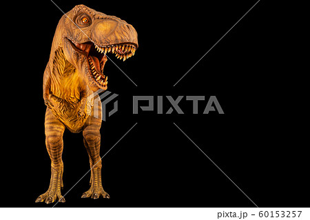 Tyrannosaurus rex ( T-rex ) is walking and open Tyrannosaurus rex ( T-rex ) is walking and open 60153257