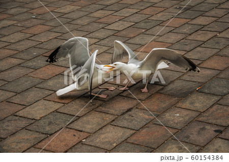 Two seagulls fighting on brick sidewalk 60154384