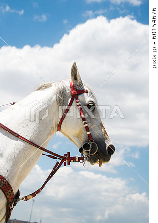 head of a horse with partial harness in view head of a horse with partial harness in view 60154676
