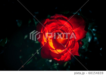 Beautiful fresh roses in close up view 60154839