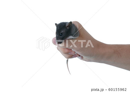 rat held in his hand on a white background rat held in his hand on a white background 60155962