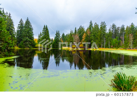 Trees reflected in the pond. Kladska peat bog National Reserve near Marianske Lazne, Czech Republic Trees reflected in the pond. Kladska peat bog National Reserve near Marianske Lazne, Czech Republic 60157873