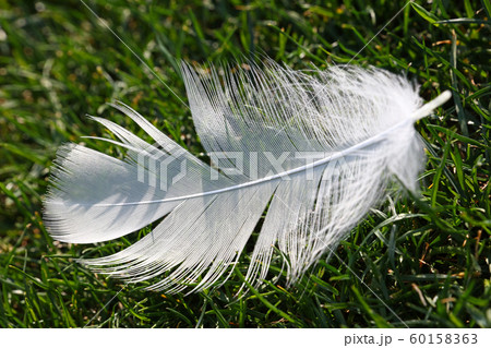Close up white feather in green grass 60158363
