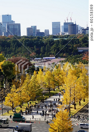 11月　千代田12皇居と行幸通りの紅葉 60158369