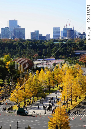 11月　千代田11皇居と行幸通りの紅葉 60158371