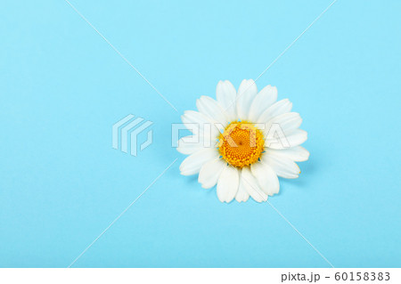 Close up one chamomile flower over blue 60158383