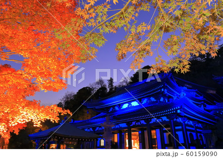 【神奈川県】長谷寺紅葉ライトアップ 【神奈川県】長谷寺紅葉ライトアップ 60159090