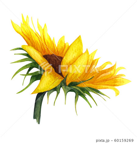 Watercolor Sunflower isolated on white background. Yellow flower with leaves, Autumn flower. Sunny flower. 60159269