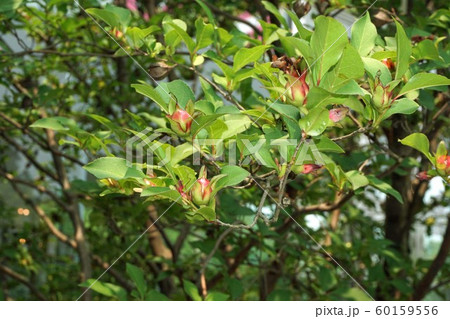 ヒメシャラのつぼみ 60159556