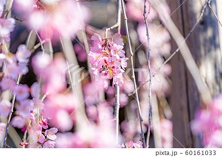 慈雲寺の枝垂桜　イトザクラ　【山梨県】 60161033