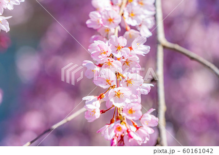 慈雲寺の枝垂桜　イトザクラ　【山梨県】 60161042