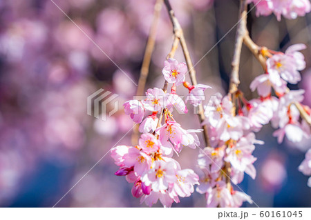 慈雲寺の枝垂桜 イトザクラ 【山梨県】 慈雲寺の枝垂桜 イトザクラ 【山梨県】 60161045
