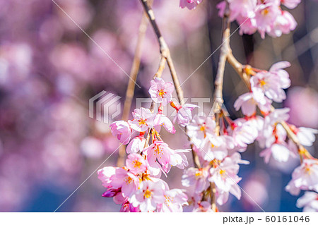 慈雲寺の枝垂桜　イトザクラ　【山梨県】 60161046