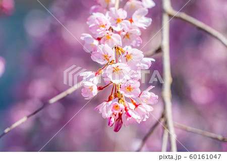 慈雲寺の枝垂桜 イトザクラ 【山梨県】 慈雲寺の枝垂桜 イトザクラ 【山梨県】 60161047