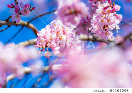 慈雲寺の枝垂桜　イトザクラ　【山梨県】 60161048