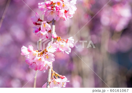 慈雲寺の枝垂桜　イトザクラ　【山梨県】 60161067