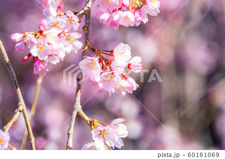 慈雲寺の枝垂桜　イトザクラ　【山梨県】 60161069