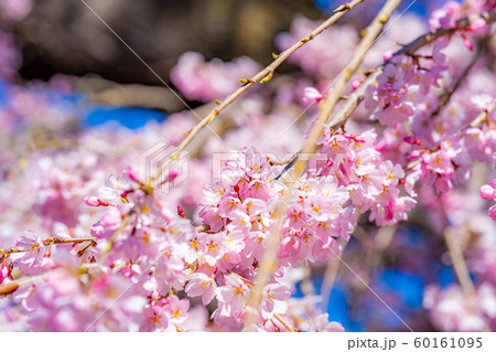 慈雲寺の枝垂桜 イトザクラ 【山梨県】 慈雲寺の枝垂桜 イトザクラ 【山梨県】 60161095