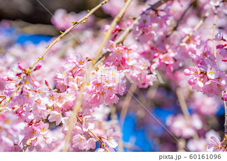 慈雲寺の枝垂桜 イトザクラ 【山梨県】 慈雲寺の枝垂桜 イトザクラ 【山梨県】 60161096