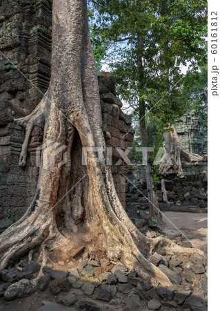 Ruins of Ta Prohm - Angkor Wat - Cambodia 60161812