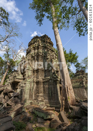 Ruins of Ta Prohm - Angkor Wat - Cambodia 60161814