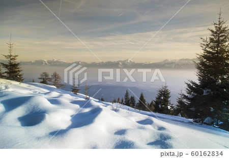 Snow covered fir trees against blue sky on cold Snow covered fir trees against blue sky on cold 60162834