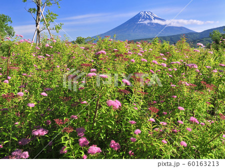 浮島ヶ原自然公園からの富士山-222753 60163213