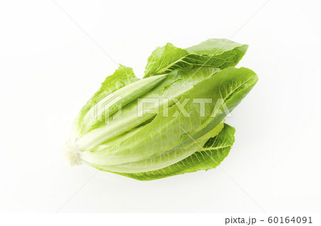 ロメインレタス 60164091
