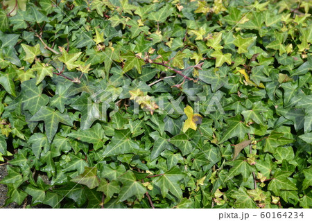 一面のアイビー 60164234