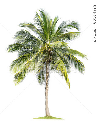 Isolated coconut tree on white background Low-cost 60164538