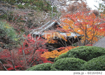 秋の平林寺 鐘楼堂 埼玉県新座市 秋の平林寺 鐘楼堂 埼玉県新座市 60164942