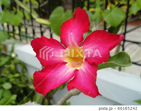 Adenium obesum flower or desert rose. Adenium obesum flower or desert rose. 60165242