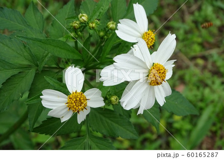 Violet Cotton rose, lovely flower Violet Cotton rose, lovely flower 60165287