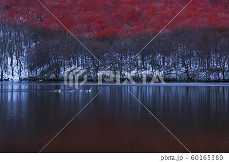 冬の沼とSwan 冬の沼とSwan 60165380