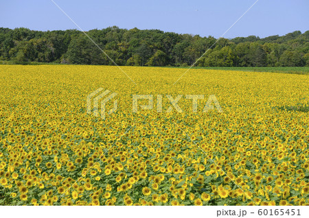 一面のひまわり畑 一面のひまわり畑 60165451