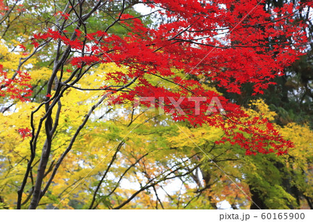 秋の平林寺　雨にぬれて色鮮やかなもみじ　埼玉県新座市　　　 60165900