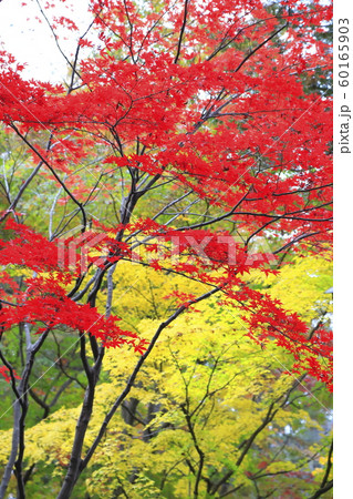 秋の平林寺　雨にぬれて色鮮やかなもみじ　埼玉県新座市　　　 60165903