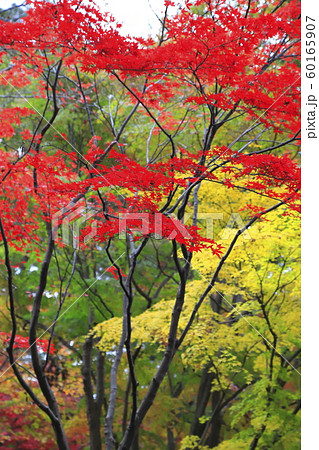 秋の平林寺　雨にぬれて色鮮やかなもみじ　埼玉県新座市　　　 60165907
