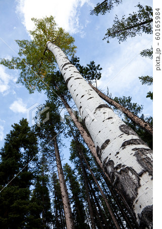 Birch Birch 60165984