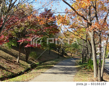 緑道の紅葉 緑道の紅葉 60166167
