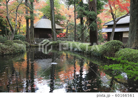 秋の平林寺 放生池(ほうじょういけ) 埼玉県新座市 秋の平林寺 放生池(ほうじょういけ) 埼玉県新座市 60166561