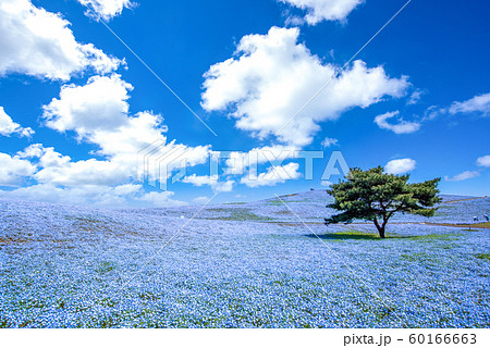 国営ひたち海浜公園のネモフィラ 国営ひたち海浜公園のネモフィラ 60166663
