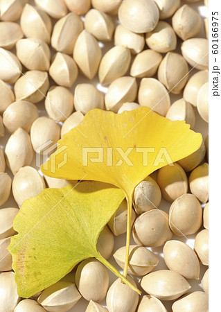 ぎんなん 60166975