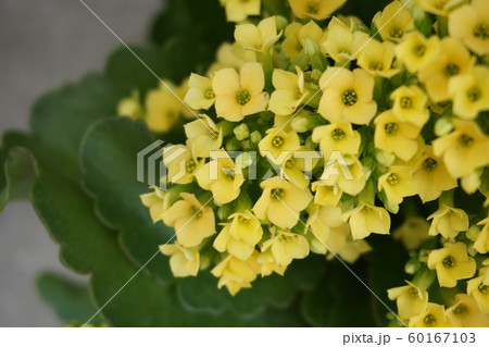 カランコエの花 カランコエの花 60167103