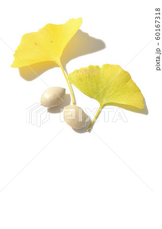 銀杏 銀杏 60167318