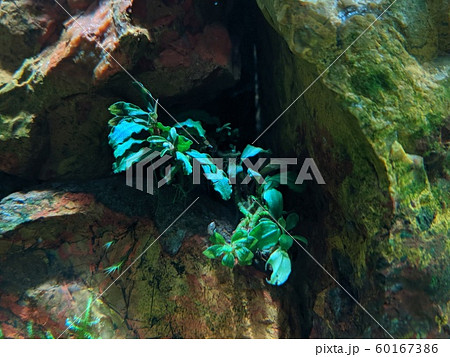 水草水槽 水草水槽 60167386