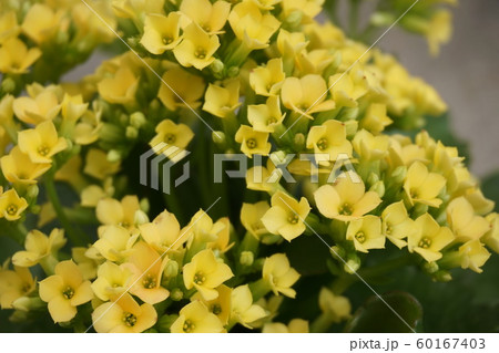 カランコエの花 カランコエの花 60167403