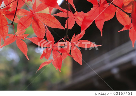 秋の平林寺 雨にぬれて色鮮やかなモミジと山門    秋の平林寺 雨にぬれて色鮮やかなモミジと山門    60167451